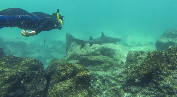 Búvárkodás a galapagos cápa — Stock Fotó