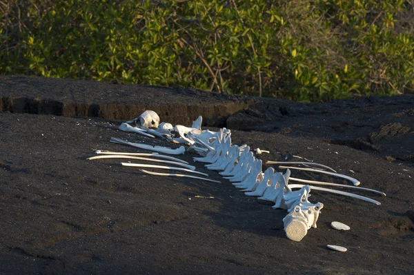 Huesos animales, Islas Galápagos — Foto de Stock