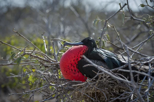 Pássaro fragata nas ilhas Galápagos — Fotografia de Stock