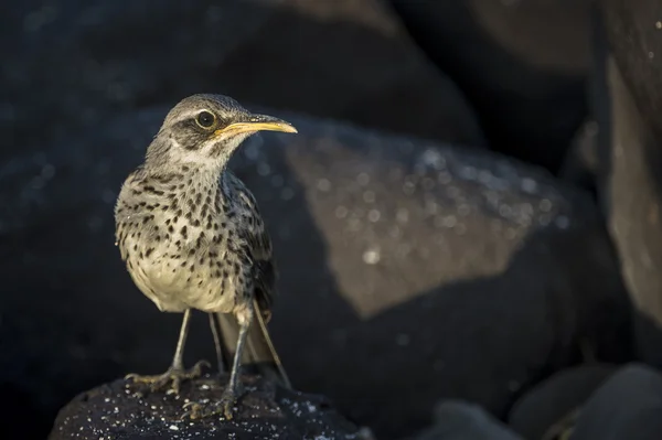 Galápagos Burlándose de Pájaro —  Fotos de Stock