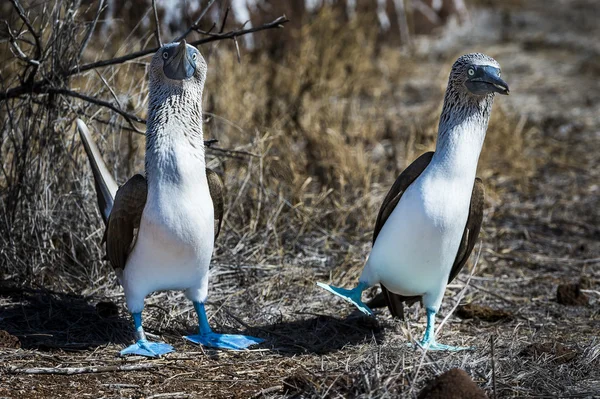 Aves de capoeira de pés azuis das ilhas Galápagos — Fotografia de Stock