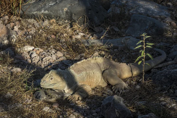 Galapagos-Leguan — Stockfoto