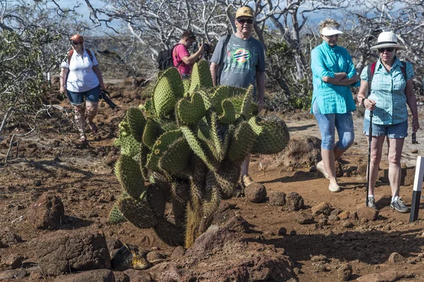 Grupp turister bland kaktusar på Galapagosöarna — Stockfoto