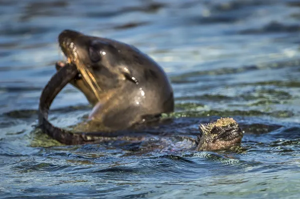 Lion de mer dans les îles Galapagos — Photo