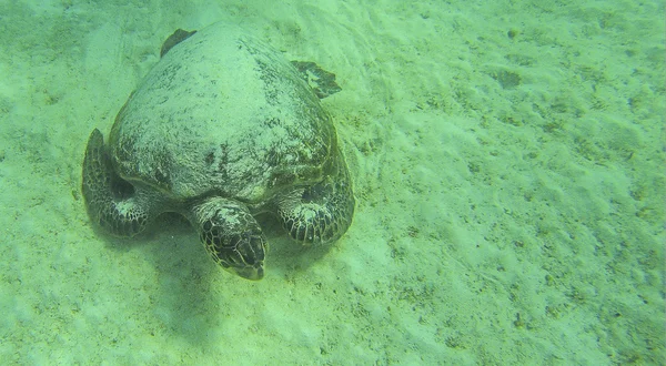 Tartaruga das Galápagos — Fotografia de Stock