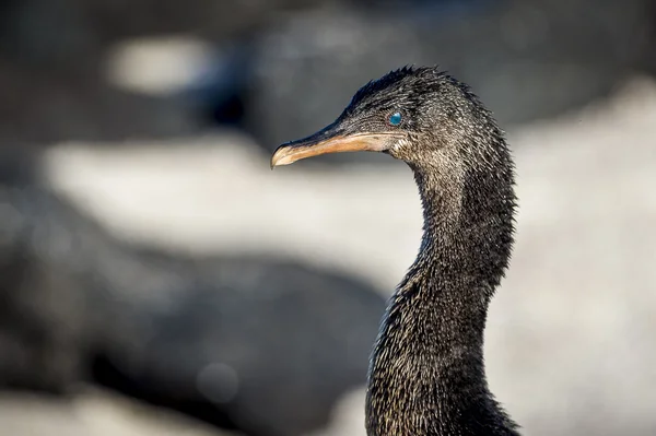 Vliegende Aalscholver (phalacrocorax harrisi), galapagos. — Stockfoto