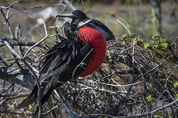 Frigate bird of Galapagos islands — Stock Photo, Image