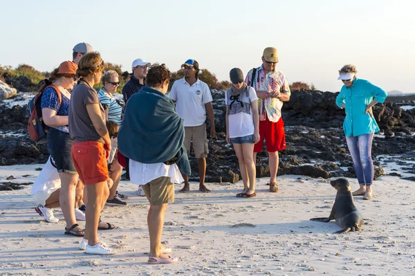 turistler bir küçük Deniz Aslan - galapagos Adaları ile