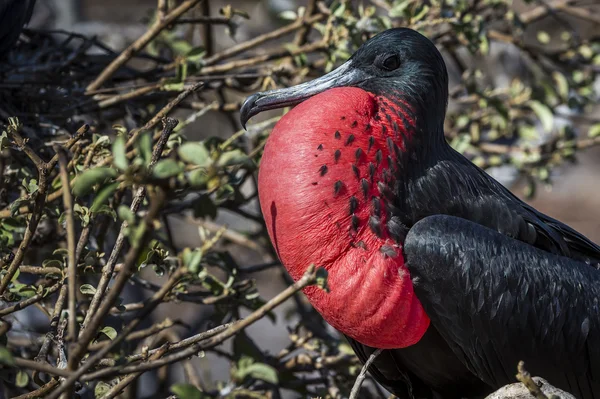 Fregat vogels van galapagos eilanden — Stockfoto