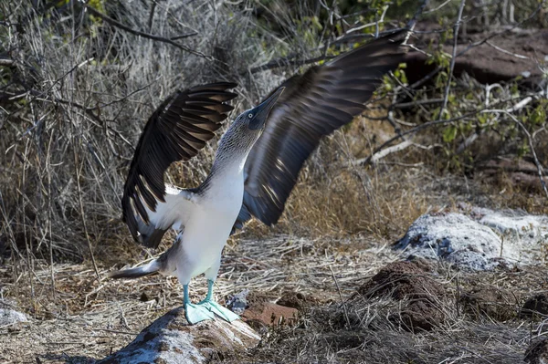 Oiseau à pattes bleues des îles Galapagos — Photo