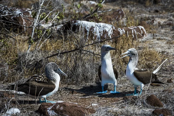 Pájaros bobos de patas azules de las islas Galápagos — Foto de Stock