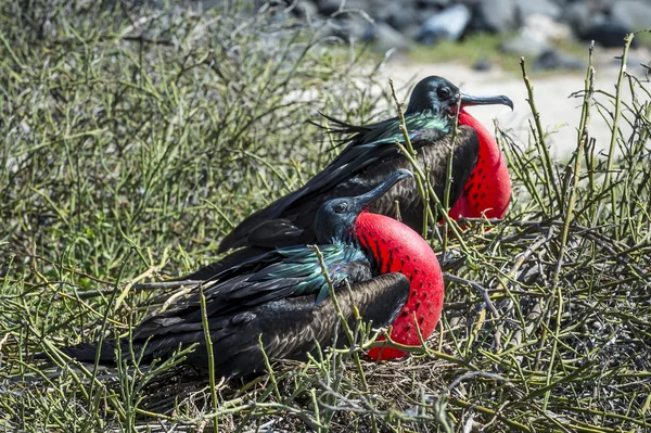 Pár fregata ptáků na Galapágy — Stock fotografie