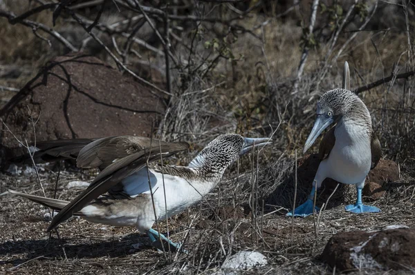 Blue footed booby birds of Galapagos islands — Stock Photo, Image