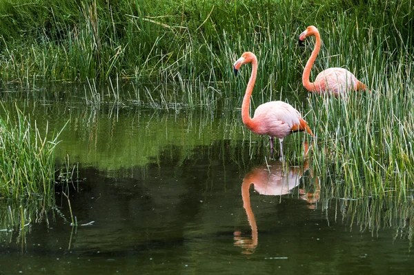 Галапагосские фламинго — стоковое фото