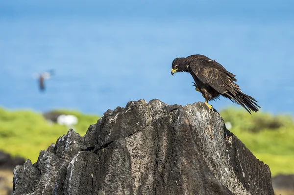 Adult Galapagos Hawk — Stock Photo, Image