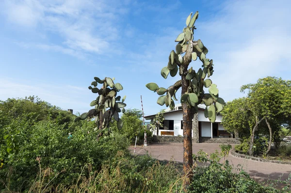 Fikonkaktus kaktusar växer på Galapagosöarna — Stockfoto