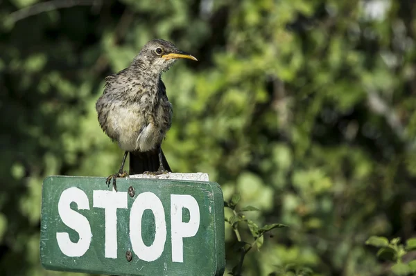 Galapagos szyderczy ptak siedzący na znaku stop — Zdjęcie stockowe