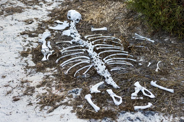 Dierlijke beenderen, galapagos eilanden — Stockfoto