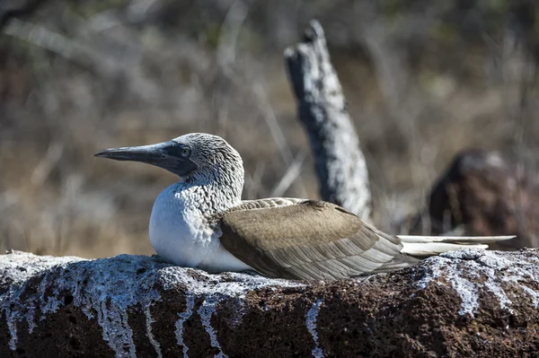 Pássaro-de-pés-azuis das ilhas Galápagos — Fotografia de Stock