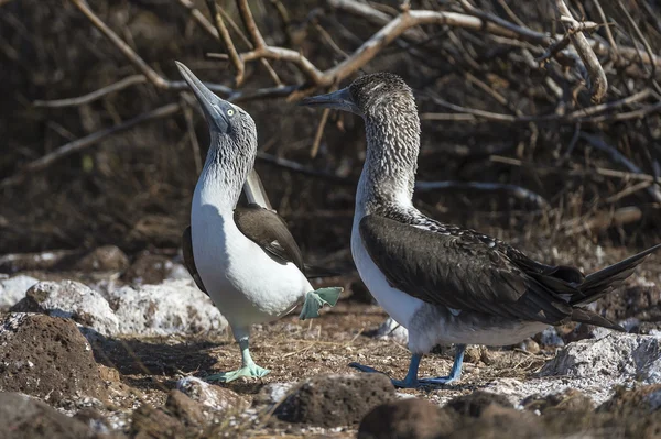 Pájaros bobos de patas azules de las islas Galápagos — Foto de Stock