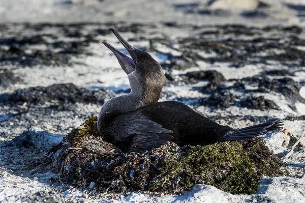 Flugunfähiger Kormoran (phalacrocorax harrisi), Galapagos. — Stockfoto