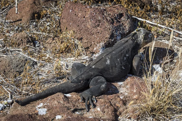 Iguana marina delle Galapagos — Foto Stock