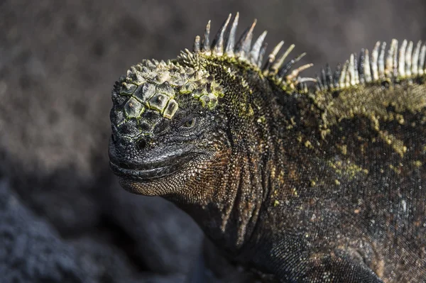 Perfil de close-up de Marine Iguana Galapagos — Fotografia de Stock