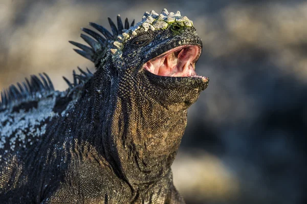galapagos İguanalar açık ağızlı closeup