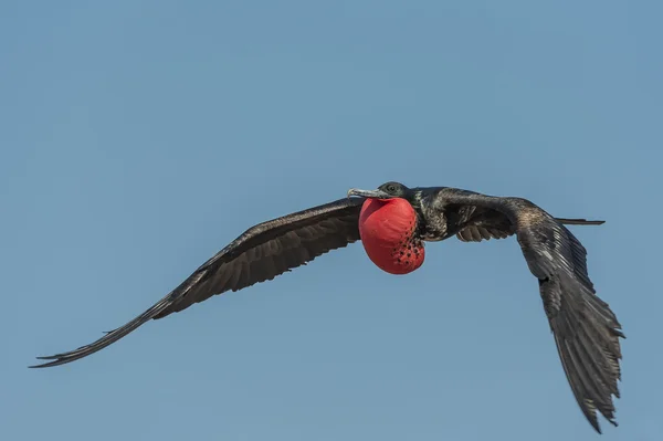 Uccello delle Fregate Volanti sulle isole Galapagos — Foto Stock