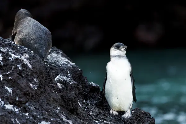 Pingwin galapagos — Zdjęcie stockowe