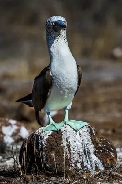 Pájaro bobo de patas azules de las islas Galápagos — Foto de Stock