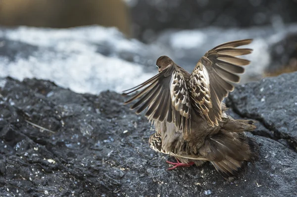 Galapagos duvor parning — Stockfoto