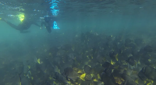 Buceo en Galápagos —  Fotos de Stock