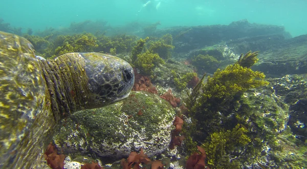 Galapagos-Schildkröte — Stockfoto