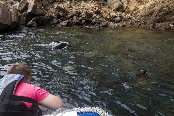 Robienie zdjęć z lew morski na wyspy galapagos — Zdjęcie stockowe