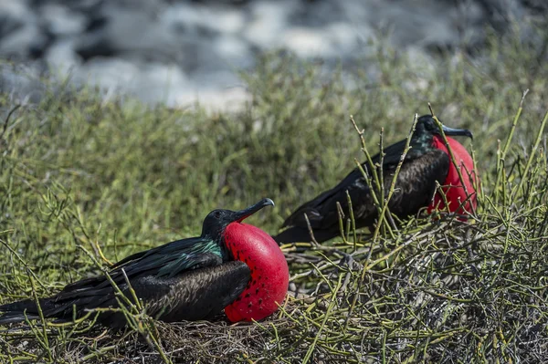 Iki Fırkateyn kuşları galapagos Adaları — Stok fotoğraf