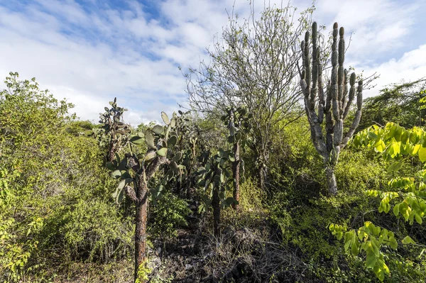 Galapagos grönt landskap med kaktusar — Stockfoto