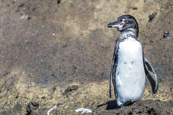 Galapagos pingvin — Stock Fotó