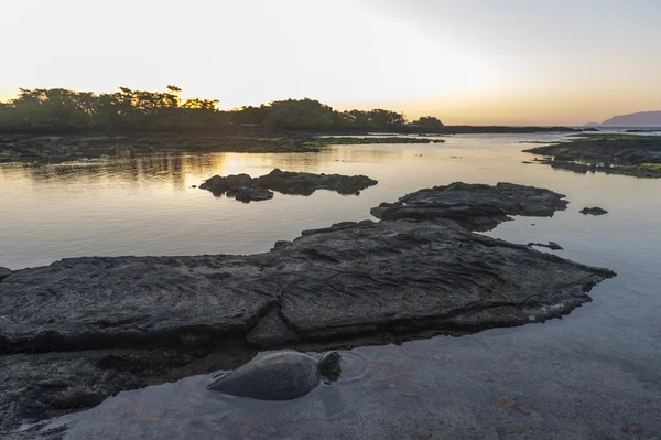 Galapagos sköldpadda simma i vatten — Stockfoto