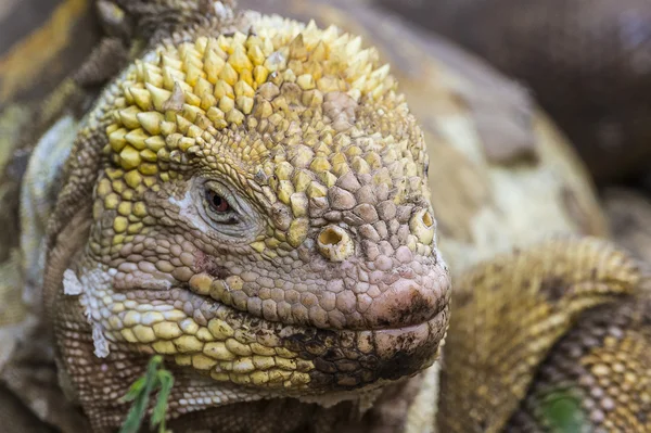 Galapagos Iguana — Stok fotoğraf
