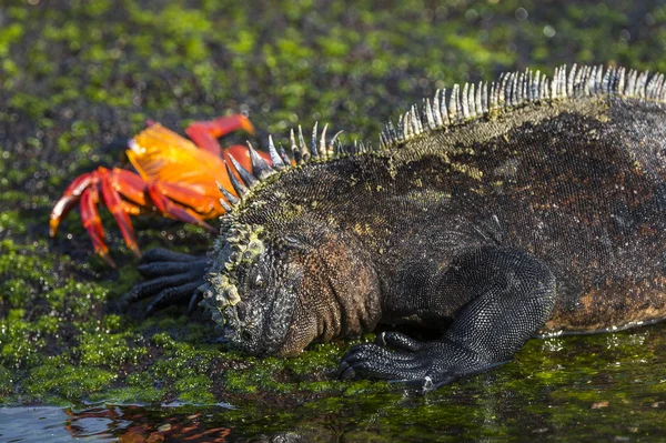 Iguana en krabben op de galapagos eilanden — Stockfoto