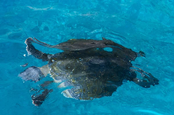 Ray manta bajo el agua, Islas Galápagos — Foto de Stock