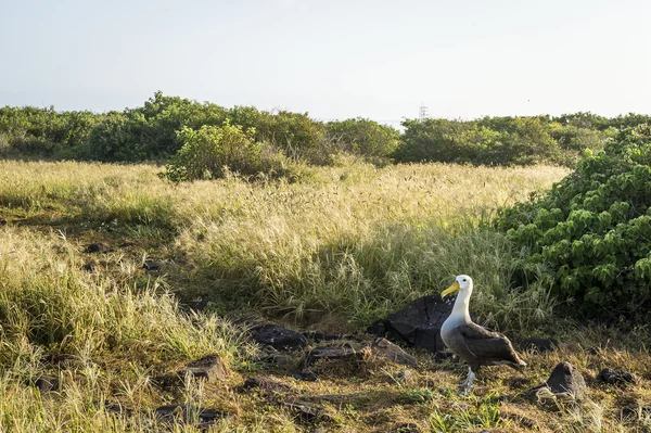 Galapagos albatros — Stock fotografie