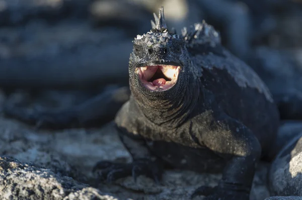 Nahaufnahme von Galapagos marinen Leguanen — Stockfoto