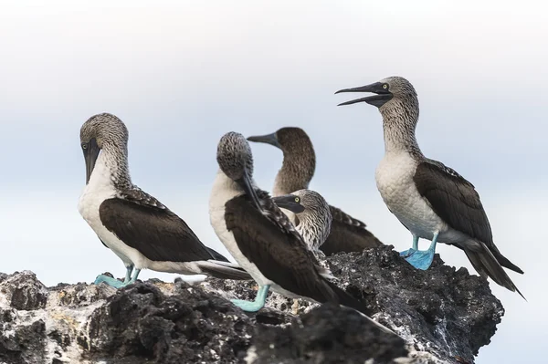 Blue-footed boobies, galapagos islands — Stock Photo, Image