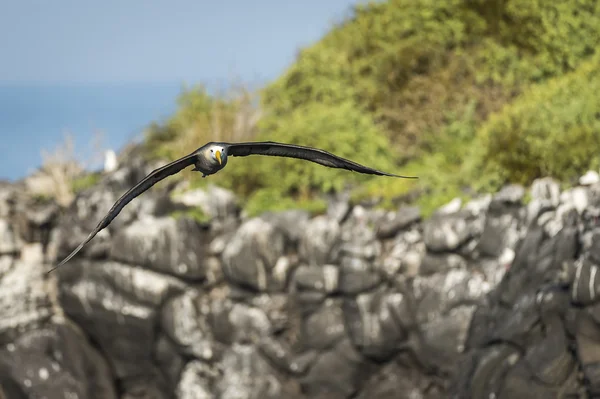 Κυμάτιζαν άλμπατρος που πετούν πάνω από το ένα νησί Γκαλαπάγκος — Φωτογραφία Αρχείου