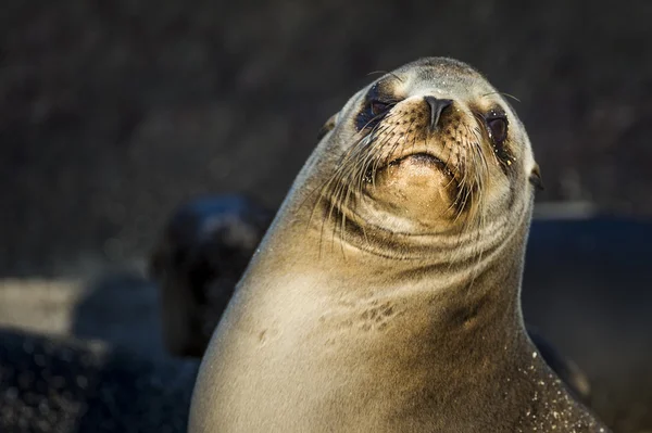 Fechar de Galápagos Sea Lion — Fotografia de Stock