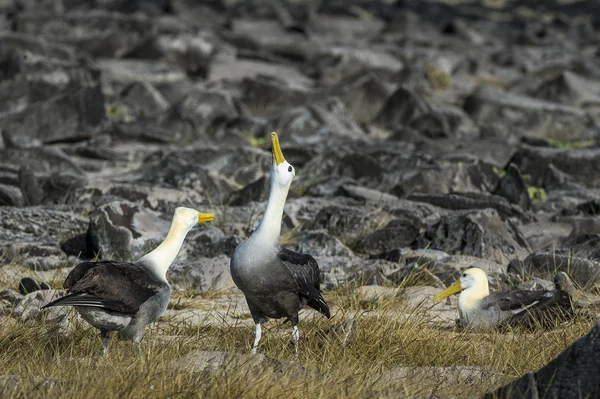 Albatrosser på Galapagosöarna — Stockfoto