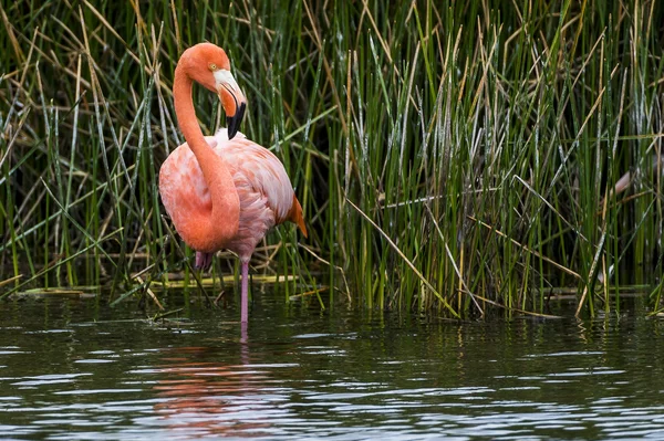 Beaux galapagos rouges flamant rose — Photo