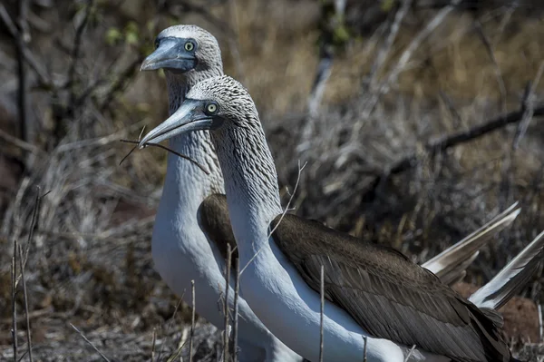 Синеногие синие сиськоногие птицы Галапагосских островов — стоковое фото
